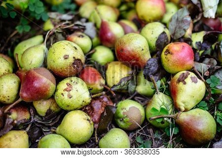 Rotten Pears On The Ground. Image For Design