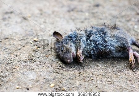 The Dead Rat Lies On The Ground.