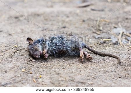 The Dead Rat Lies On The Ground.