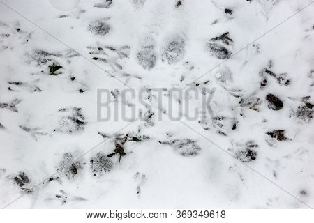 Footprints Of Birds On The Snow. Background Testure For Design