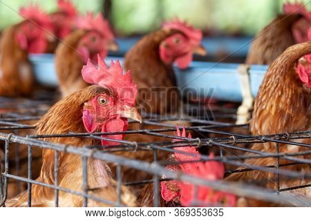 Chicken In The Factory, Hens In Cages Industrial Farm In Thailand, Animal And Agribusiness, Food Pro