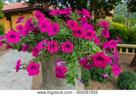 Pink Red Bush The Spittoon Flower Has A Pinkish Red Color. Images For Commercial User.