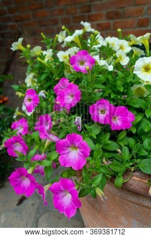 Pink And White Bushes The Flower Features A Spittoon, Pink And White. Images For Commercial User.