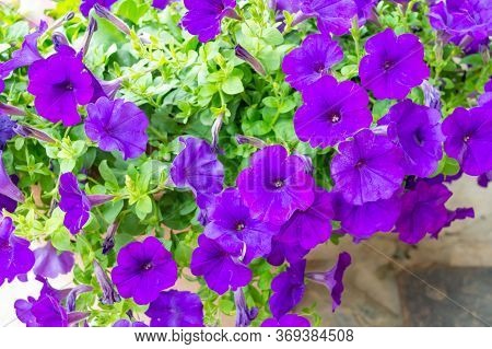 Purple Flower Bush The Flowers Have A Bright Purple Spittoon. Images For Commercial User.