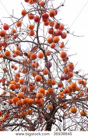 Persimmons ağaç