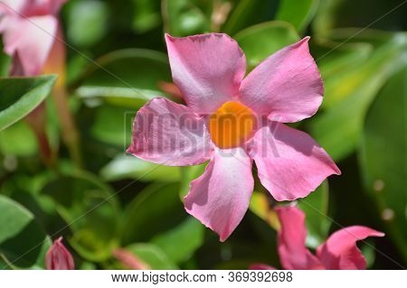 Dipladenia, Mandevilla Sanderi, Is A Annual Shrub. With Showy Pink, Red, Raspberry Splash Blooms In 
