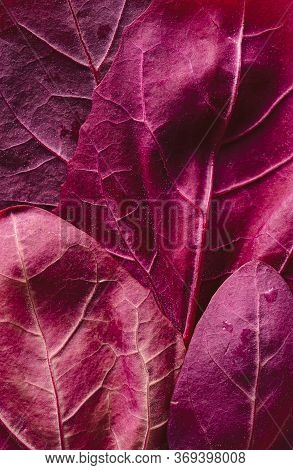 Close-up With Fresh Red Orache Leaves, Above View. Mountain Spinach Red Leaves. Fresh Vegetables