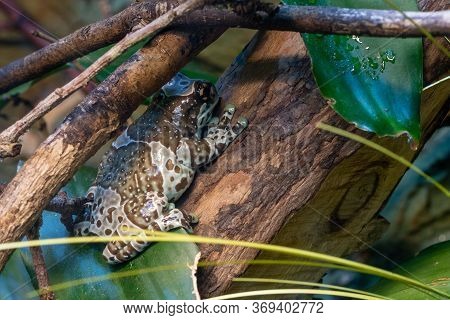 Mission Golden Eyed Tree Frog (trachycephalus Resinifiictrix)