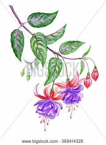 Blooming Fuchsia, Watercolor Illustration On A White Background, Isolated. Hand Drawing Of A Indoor 