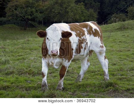 Brown And White Pied Cow On Feedlot