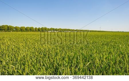Green Wheat In An Agricultural Field In The Countruside In Sunlight Below A Blue Sky In Spring