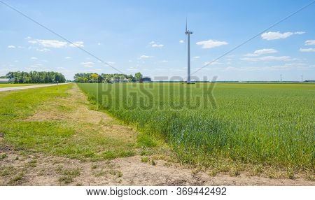 Green Wheat In An Agricultural Field In The Countruside In Sunlight Below A Blue Sky In Spring