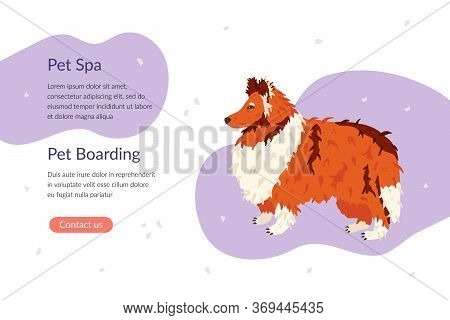 Pet Spa And Pet Boarding Landing Page Template. Collie Dog Breed. Flat Vector Illustration. Pet Care