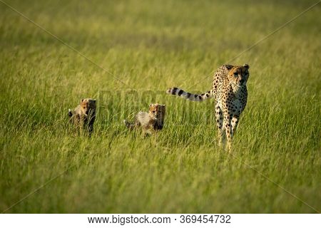 Cheetah Crosses Savannah In Sun With Cubs