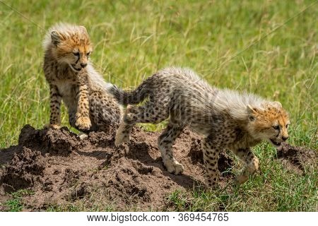 Cheetah Cub Leaves Another Sitting On Mound
