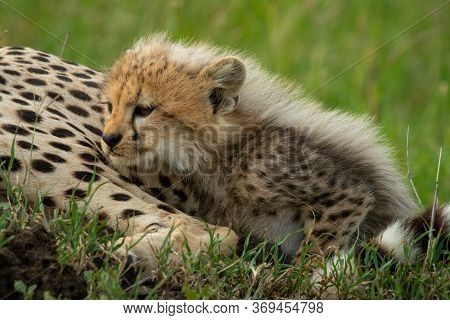 Cheetah Cub Lies Leaning Forward On Mother
