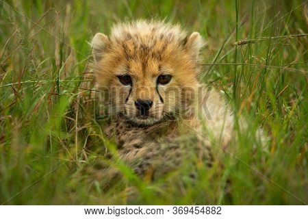 Cheetah Cub Stares At Camera Through Grass