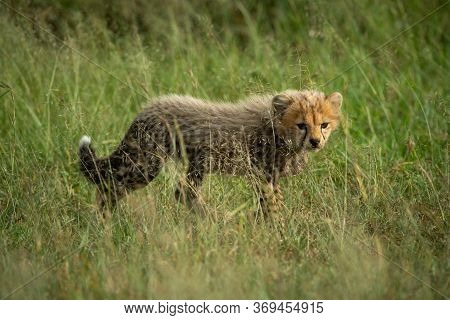 Cheetah Cub Walks Through Grass Turning Head