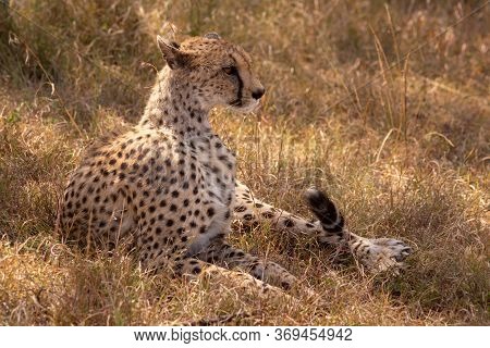 Cheetah Lies In Long Grass Lifting Head