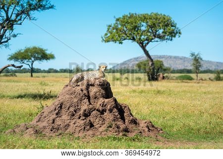 Cheetah Lies On Termite Mound In Savannah