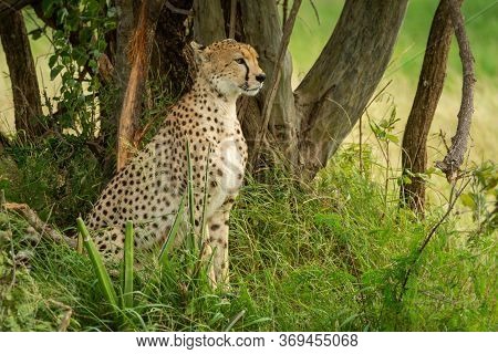 Cheetah Sits In Long Grass Under Tree
