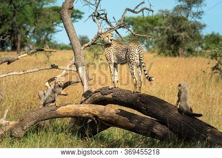 Cheetah Stands On Dead Log With Cubs