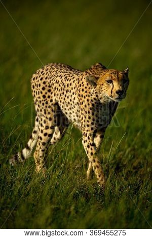 Cheetah Walks Through Grass In Bright Sunshine