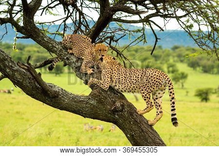 Cheetahs Climbs To Another Lying On Branch