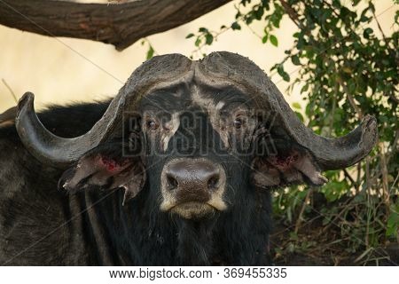 Close-up Of Cape Buffalo Staring Into Camera