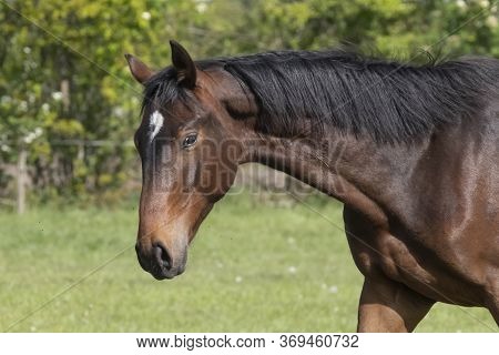 A Head Of Stallion Horses, At A Sunny Day. Dressage Horse Stallions In A Meadow. Breeding Horses