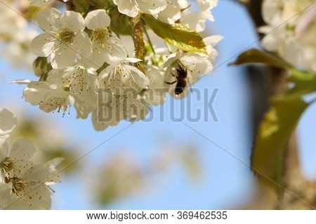 Concept - A Beautiful Cherry Flower. Cherry Blossoms, With A Branch On A Blue Background For The Spr