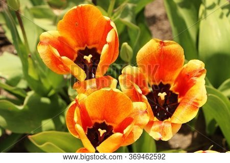 Closeup Of Bright Red Tulips With Green Leaves In The Garden. Beautiful Blossom In Spring Under The 