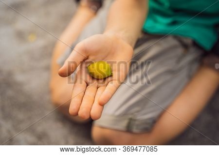 Micro Yellow Mango In A Boys Hand