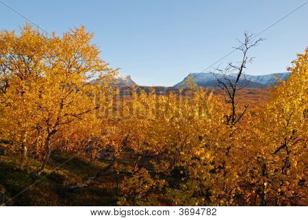 Paesaggio autunnale In Svezia