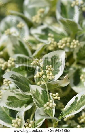 Wintercreeper Emerald Gaiety - Latin Name - Euonymus Fortunei Emerald Gaiety