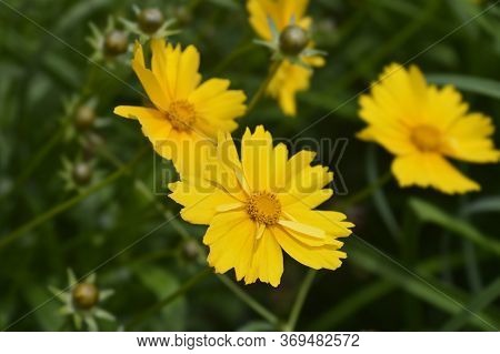 Large-flowered Tickseed Sonnenkind Flower - Latin Name - Coreopsis Grandiflora Sonnenkind
