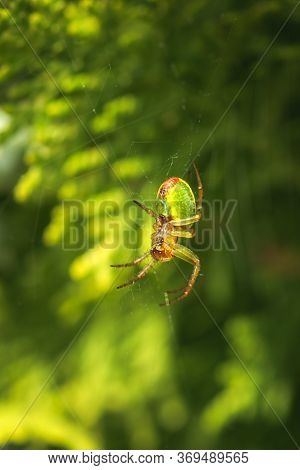 Cucumber Green Spider, Araniella Cucurbitina, Camouflaged On Its Web Between Branches