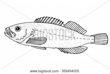 Korean Rockfish. Black Hand Drawn Realistic Outline Vector Image.