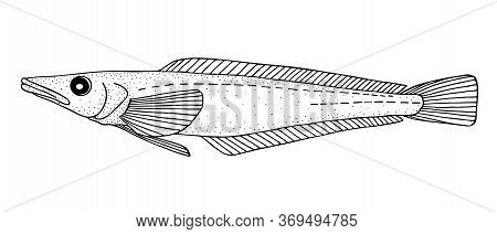 Mackerel Icefish. Black Hand Drawn Realistic Outline Vector Image.