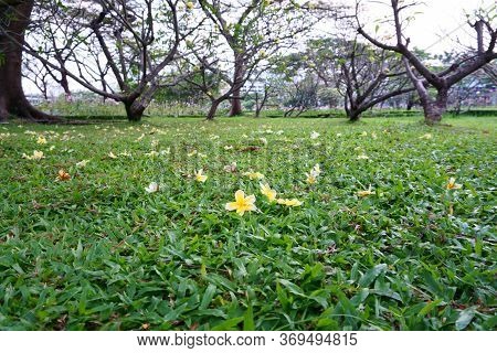 Plumeria Petals Falling On The Green Carpet Grass Lawn, Trees In Background