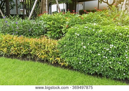 Beautiful Landscape, Pettie White Petals Of Gerdenia Crape Jasmine, Red Flowering Peregrina, Purple 