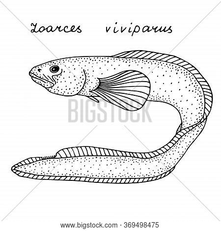 Eelpout. Black Hand Drawn Realistic Outline Vector Image.