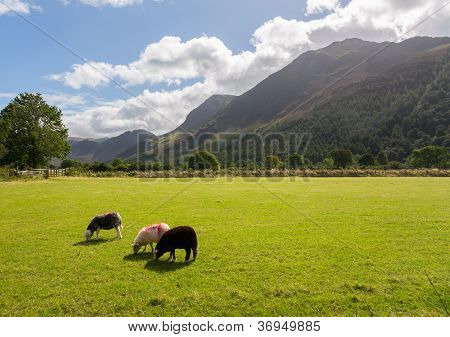 Buttermere 호수 지구 근처 양 방목