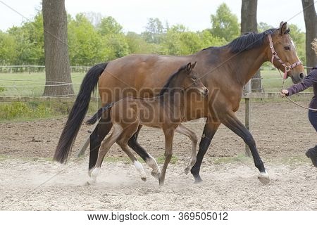 Little Brown Foal, Trosts Next To The Mother, One Week Old, During The Day With A Countryside Landsc