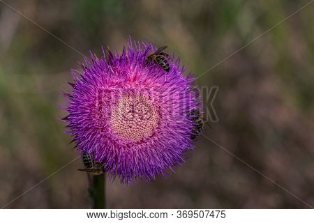 Milk Thistle. Blessed Thistle Flowers, Close-up. Silybum Marianum Herbal Medicine, Thistle Of Saint