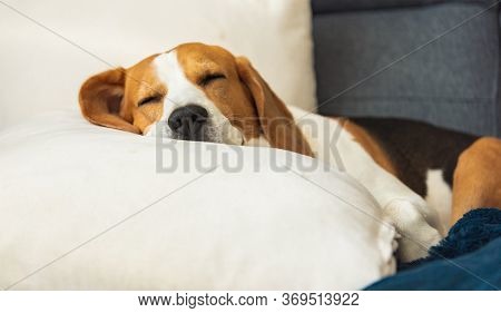 Beagle Dog Tired Sleeps On A Cozy Sofa In Fanny Position. Dog Background Theme
