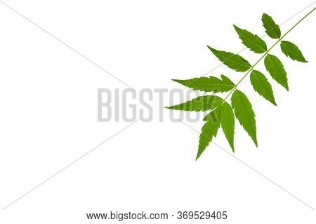 Medicinal Neem Leaf Isolated On White Background. Green Leaf In South East Asia. Azadirachta Indica 