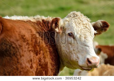 Šťastné krávy