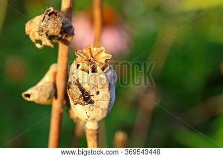 Gray Bedbug Dolycoris Baccarum On Dry Poppy Head On Green Blurred Natural Background With Copy Space