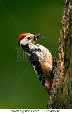 Middle Spotted Woodpecker Gripping Onto Tree Trunk Illuminated By Sun In Forest